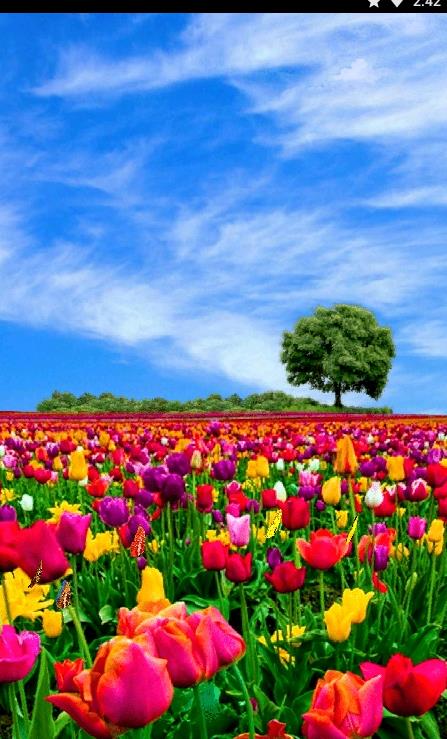 花田动态壁纸(2)