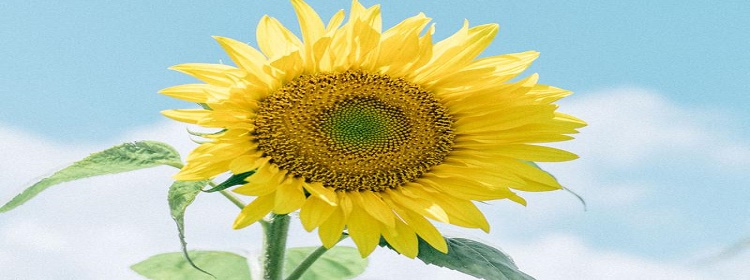 免费高清壁纸大全