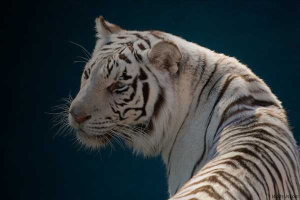 Topaz Glow Mac版 1.0.2