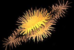 ae蓝宝石插件 9.0.21 中文版