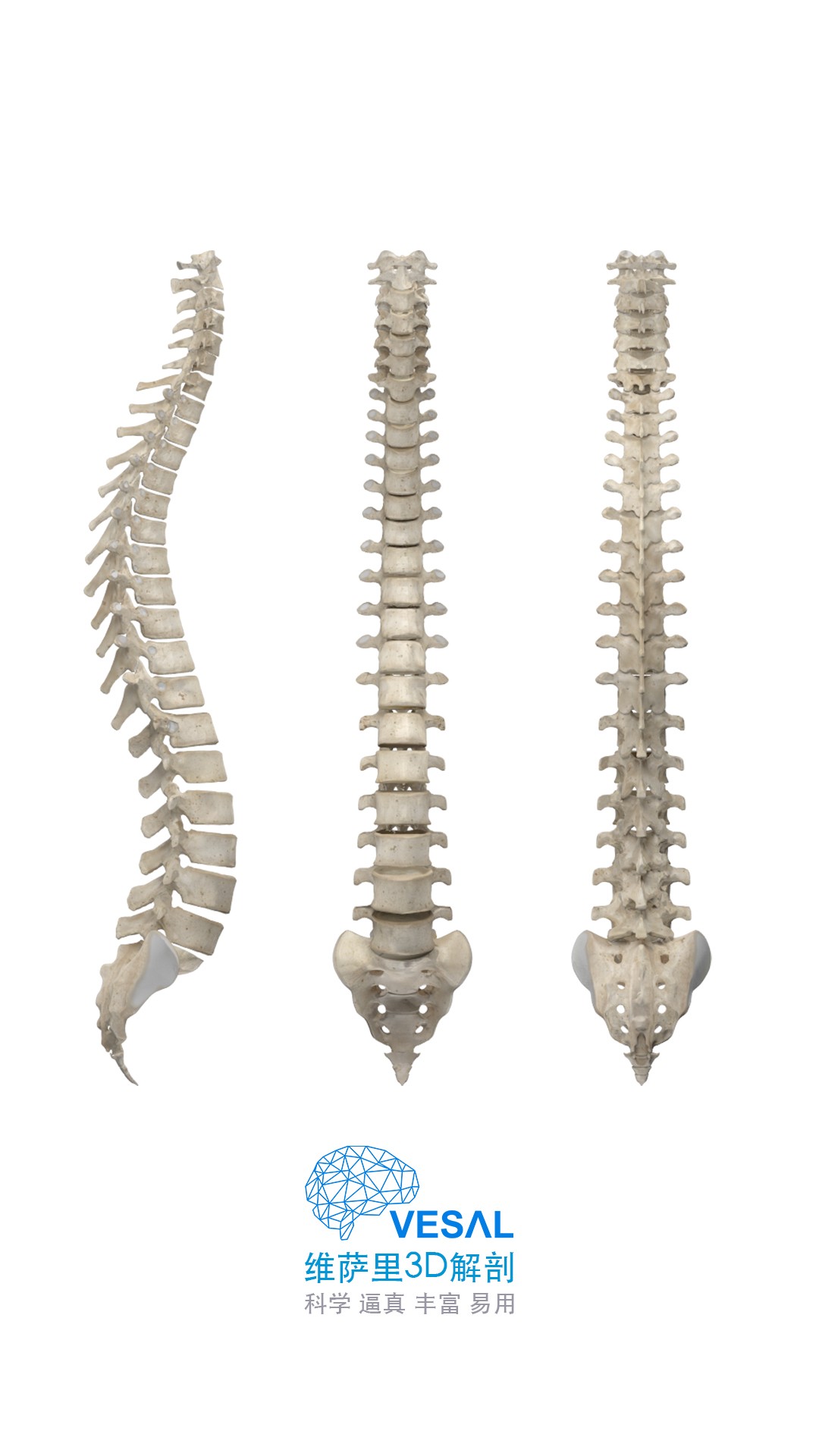 维萨里3D解剖(4)