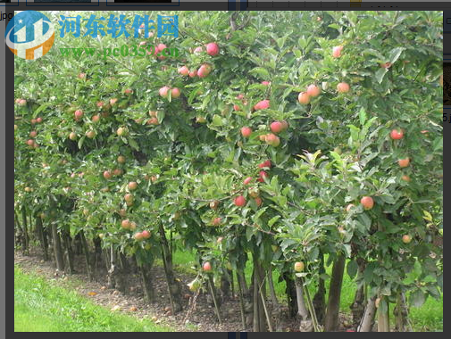 SortPix XL(图像管理软件) 19.0.3 免费版