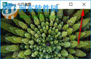 bing今日美图 1.0 免费版