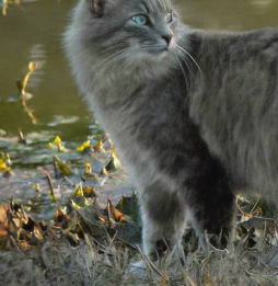 Topaz JPEG to RAW AI(JPEG转RAW格式工具)