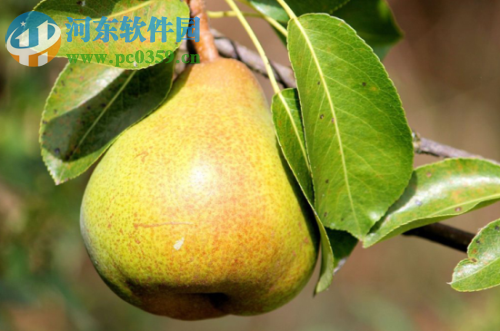 ams software photoworks下载 附安装教程