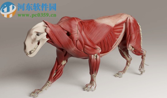 Ziva Dynamics Ziva VFX(骨骼肌肉运动模拟插件)for maya 2017 2018 2019