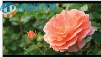 premiere pro 2020绿色版